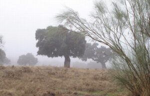 Naturaleza