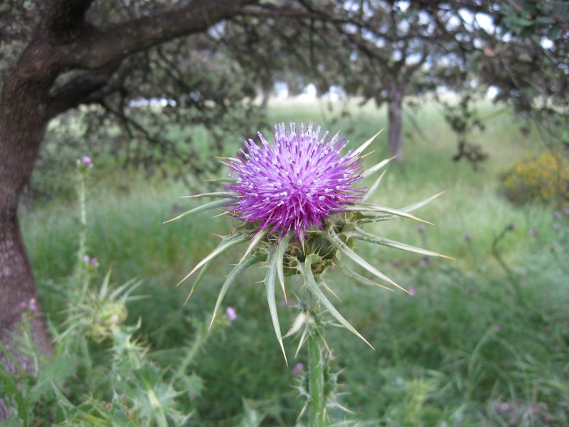 dolor_y_belleza_francisco_pilar_ruiz_bejarano_mejor_fotografia_de_flora