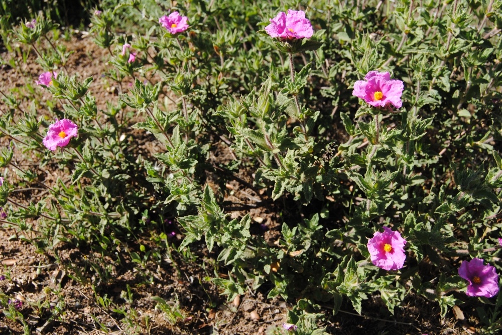 flora01