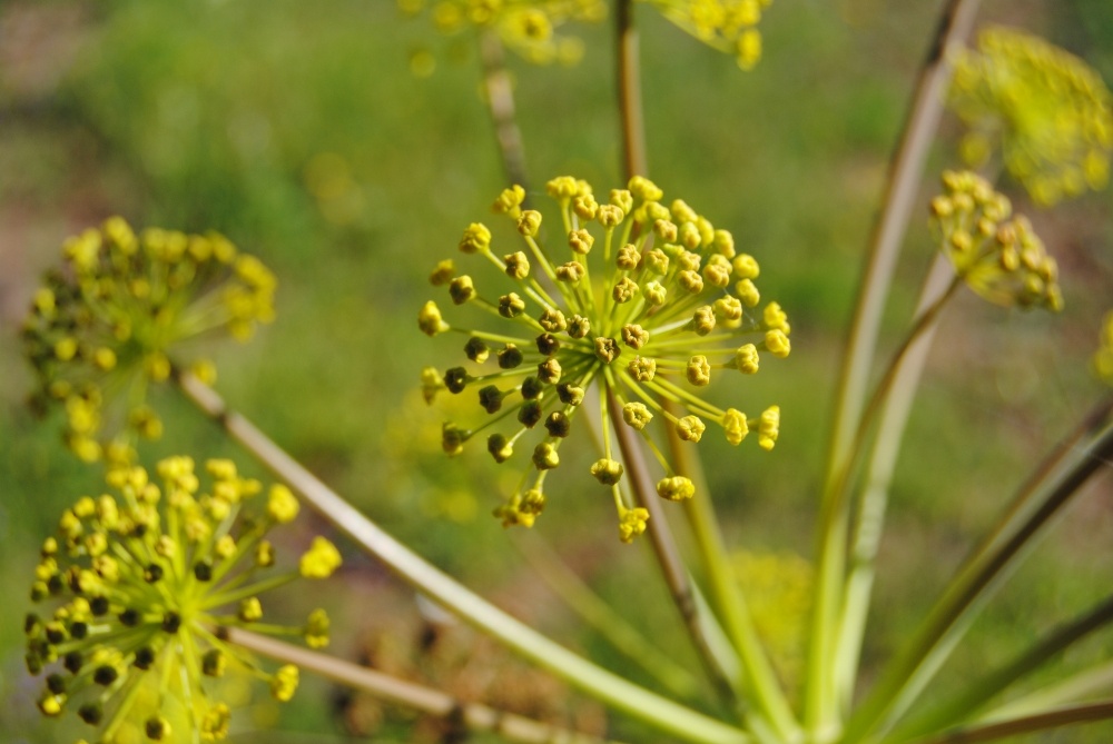 flora03