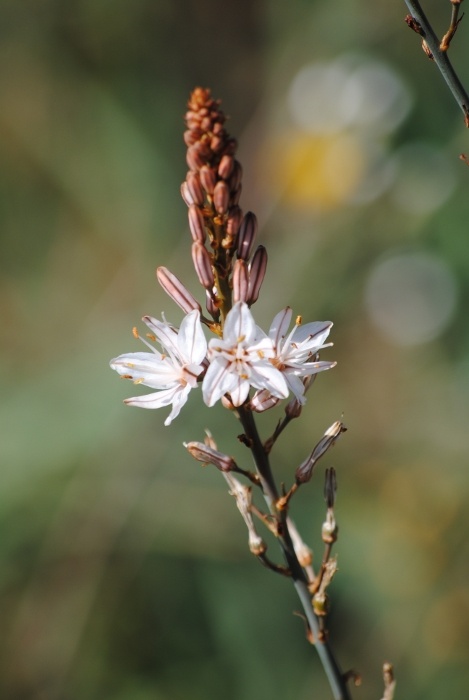 flora04