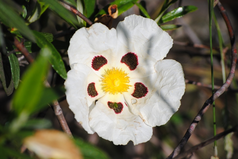 flora05