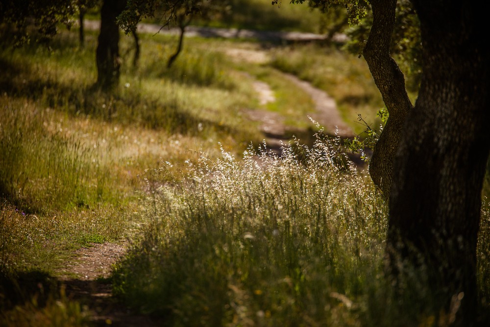 san_martin_rsr-9373