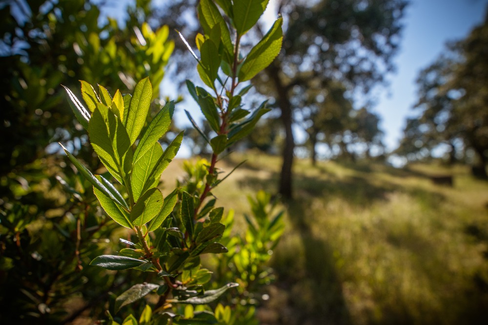 san_martin_rsr-9387