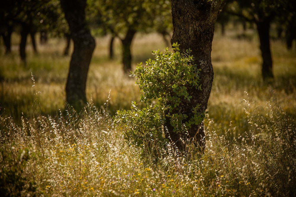san_martin_rsr-9439