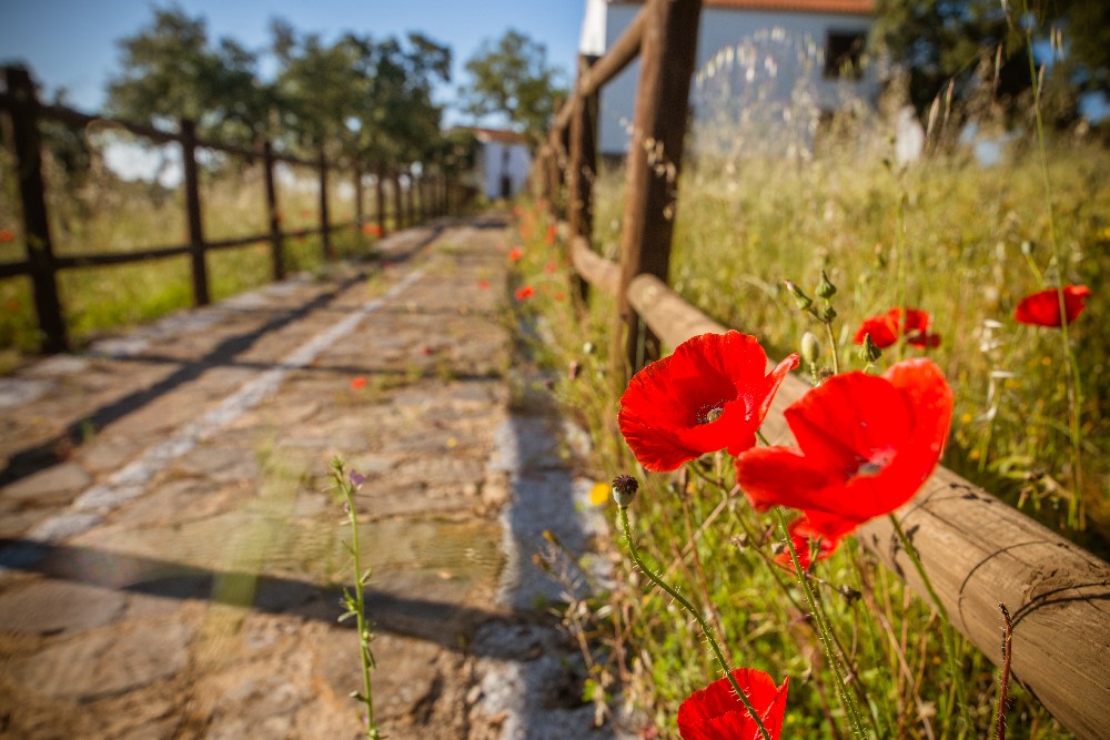 san_martin_rsr-9467_6